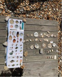 seaside shells